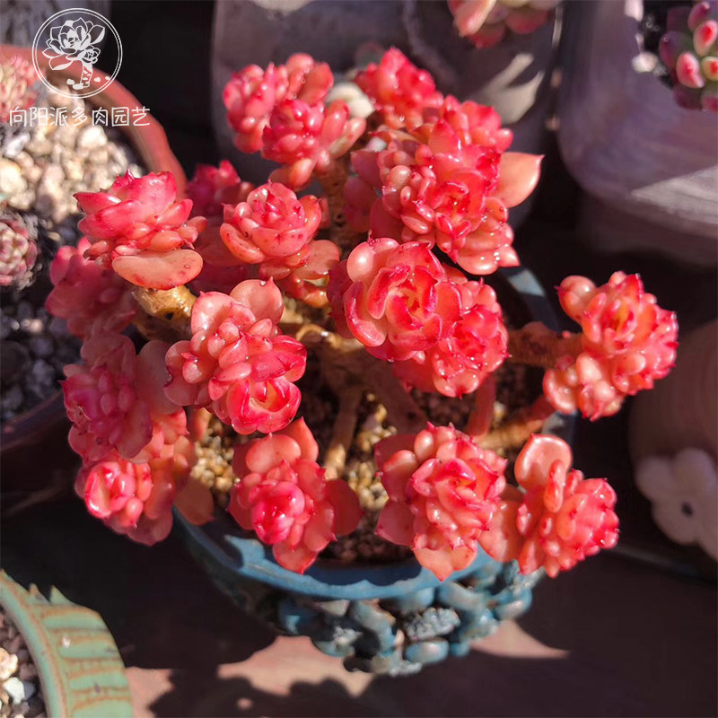 黄金油亮蜡牡丹一物一拍群生老桩多肉植物包邮盆栽向阳派多肉园艺