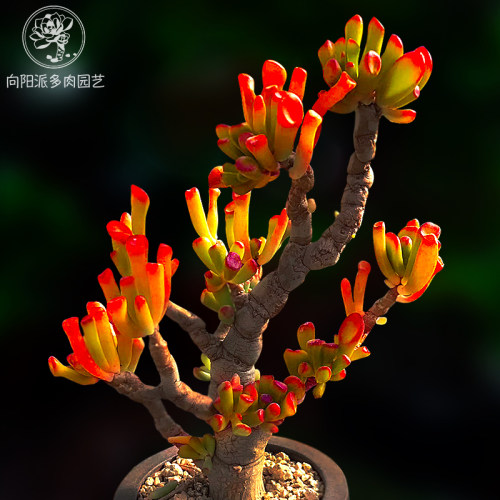 多肉植物花月夜价格 多肉植物花月夜图片 星期三