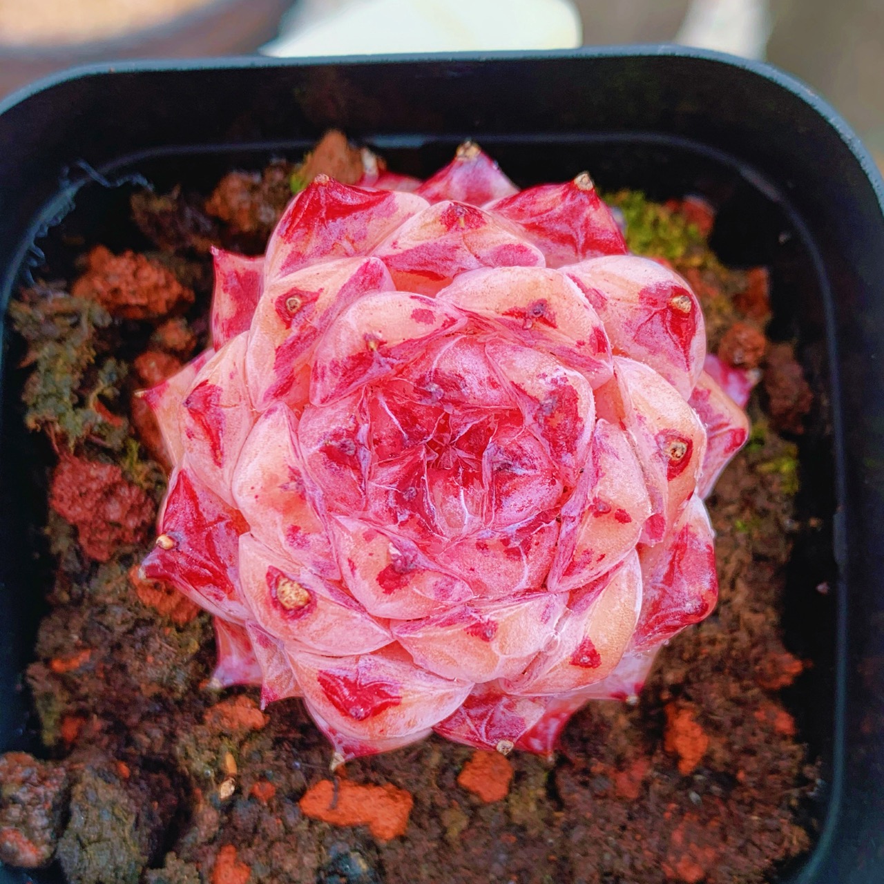 云南精品罗莎莉亚多肉一物一拍