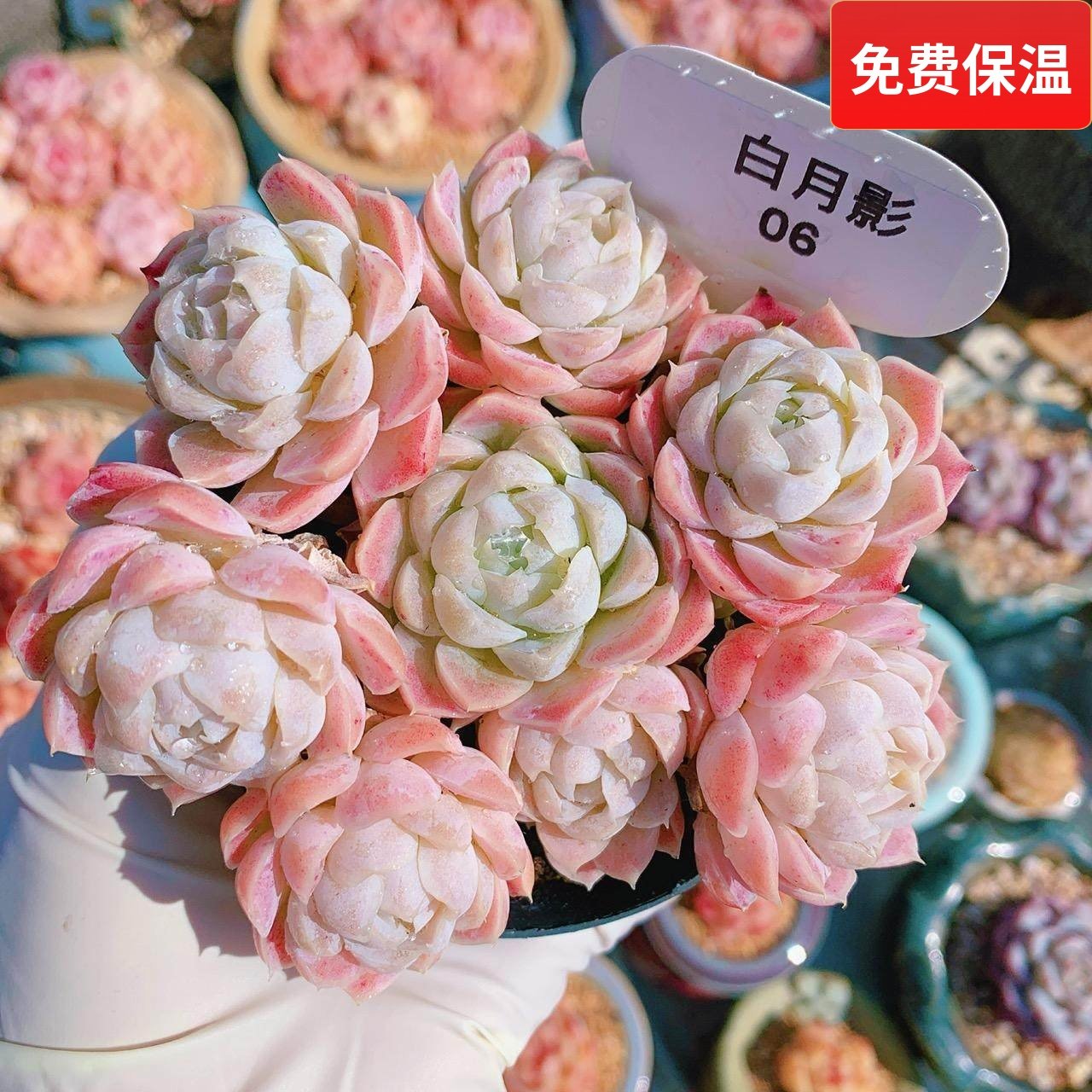 云南精品白月影多肉植物一物一拍基地直发粉色小包子好养向阳派,鲜花速递/花卉仿真/绿植园艺,多肉植物,淘宝优惠券,粉丝福利购,淘宝优惠卷