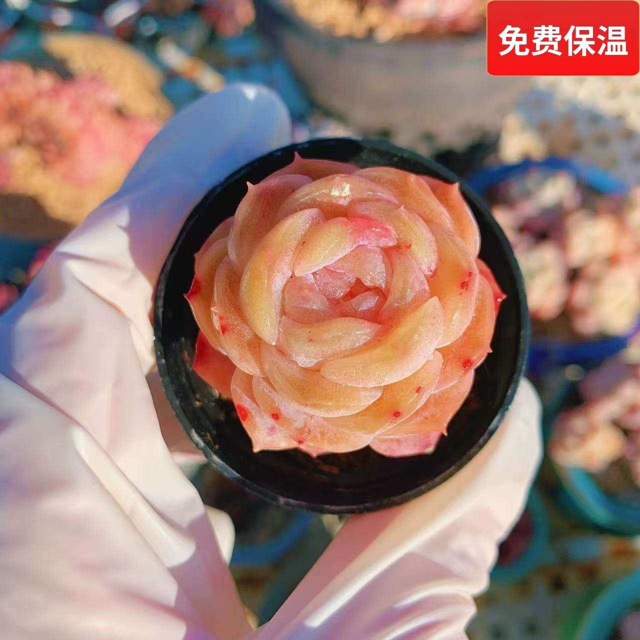 云南精品冰贵妃糖心小萌肉老桩多肉植物一物一拍带盆栽好向阳派