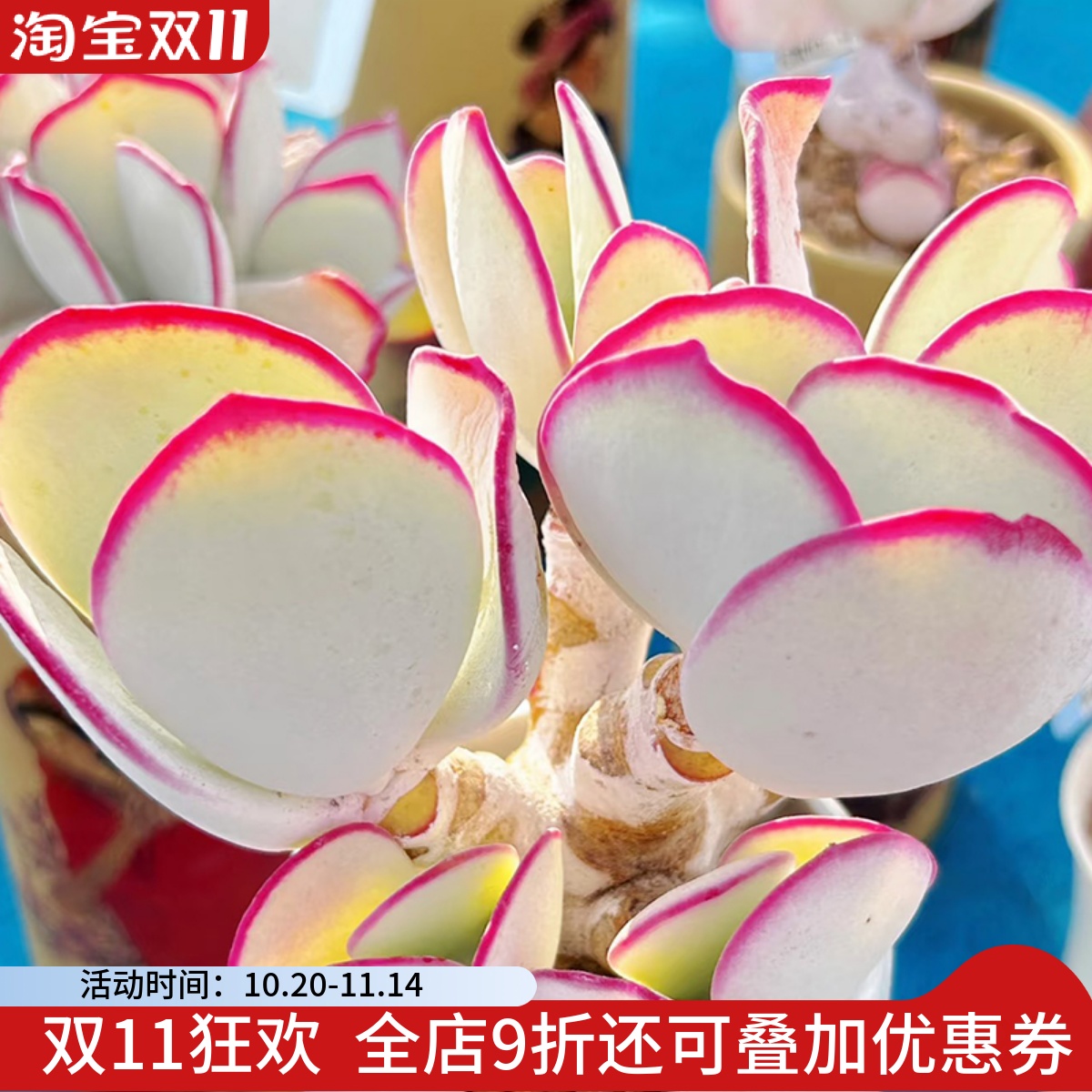 日系正版白眉一物一拍老桩大群仙气多肉植物好养护花卉绿植向阳派