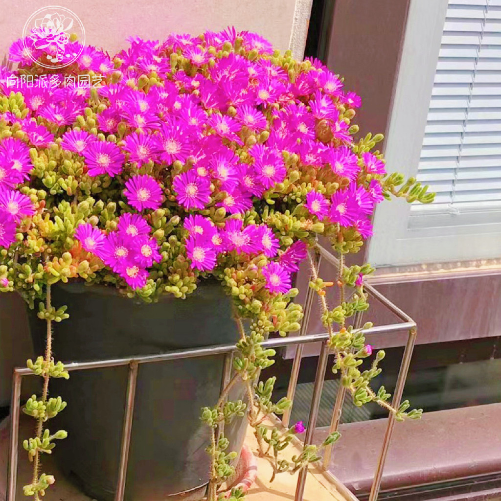 荧光兔枝干番杏小兔子爆花多肉植物悬崖好养护一物一拍老桩向阳派