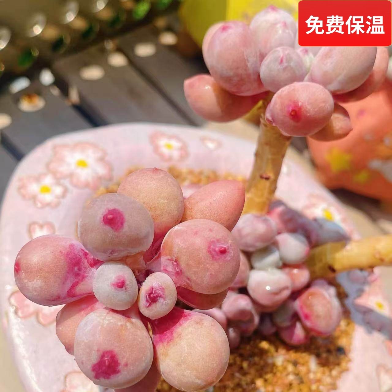 云南精品桃花奶多肉植物一物一拍美人血斑肥嘟嘟胖小老桩向阳派