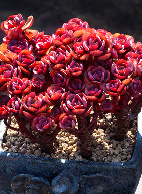 小叶秀妍研多肉植物一物一拍红色大株造型老桩包邮盆栽向阳派园艺