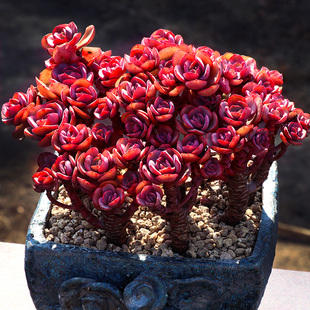 小叶秀妍研多肉植物一物一拍红色大株造型老桩 盆栽向阳派园艺 包邮