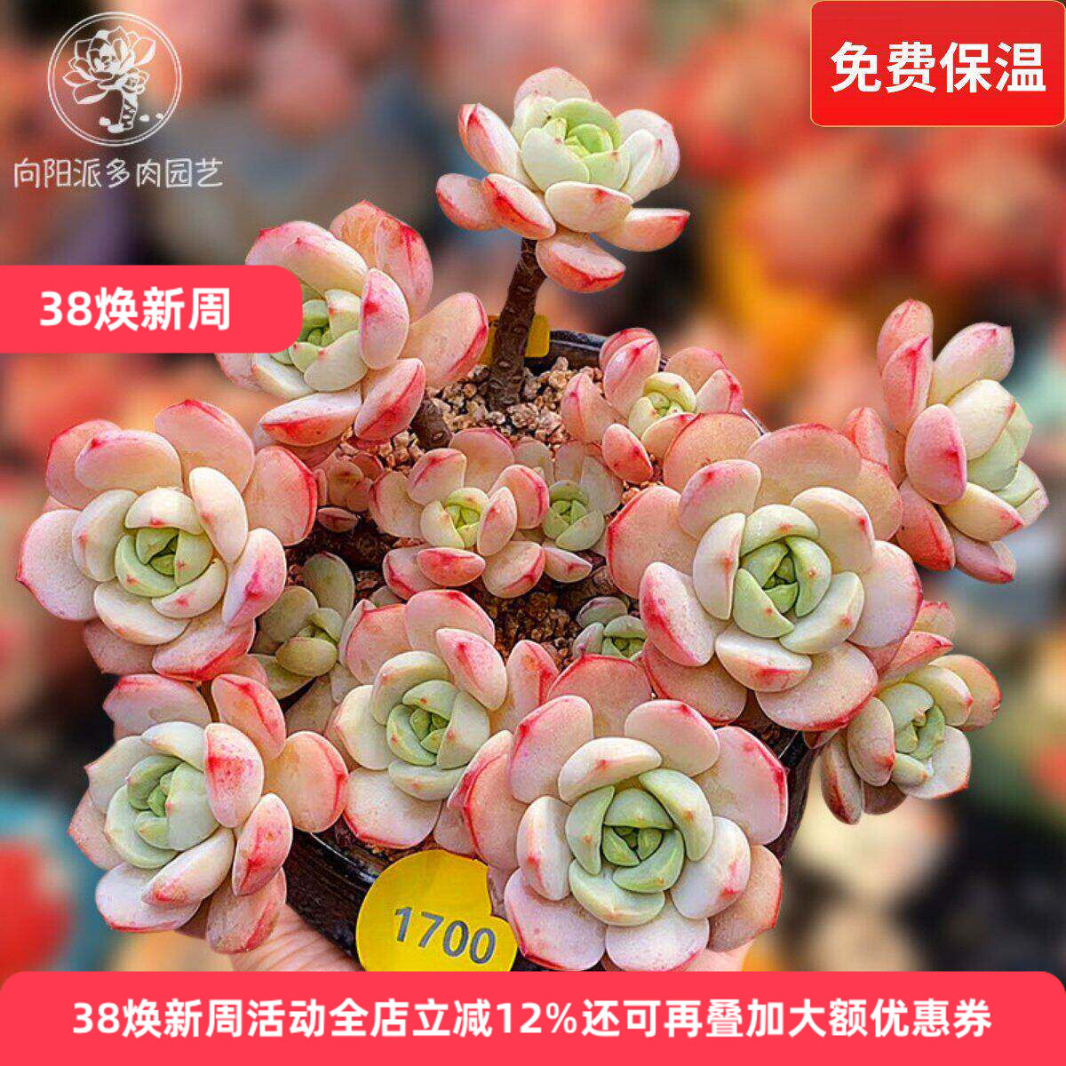 香草比斯有香味多肉植物热门贵货包邮一物一拍小老桩向阳派