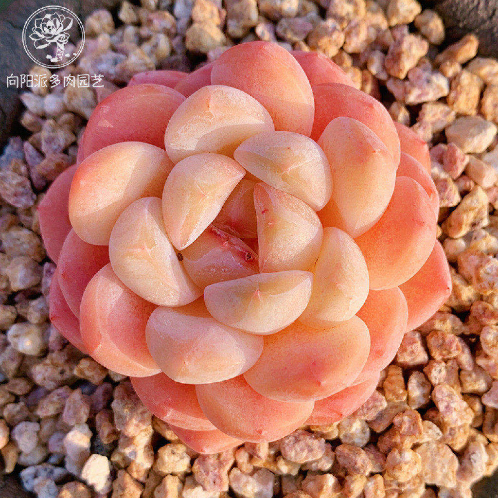 云南精品厚梦冰糕多肉植物粉琉璃糖心一物一拍稀有贵货小包子好养