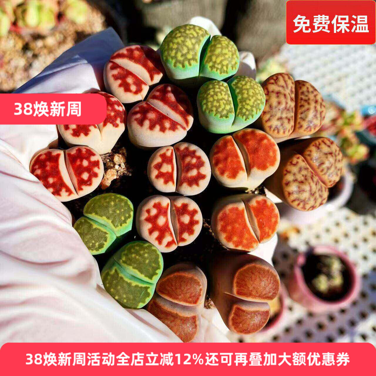 生石花母本双头一物一拍当年开花番杏科大屁股菊纹章日轮玉荒玉