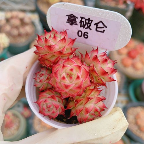 精品小萌肉拿破仑多肉一物一拍