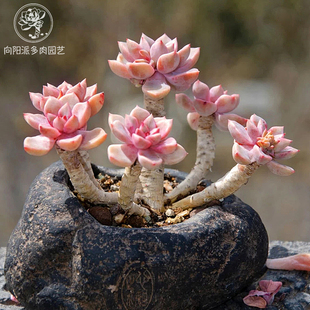 红粉佳人一物一拍浪漫好度夏露养多肉植物禅意造型老桩直播向阳派