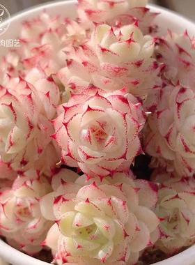 精品麦秆一物一拍油亮线边趴趴脸多肉植物小萌肉大群通透向阳派