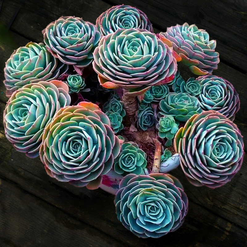 玉蝶大老桩窗台阳台办公桌群生多肉植物一物一拍大株向阳派园艺