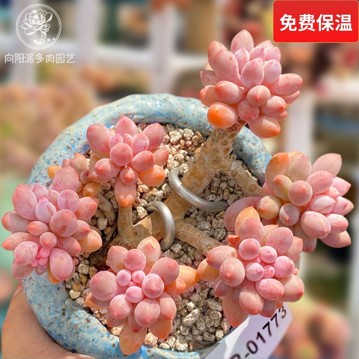 婴儿手指宝宝手指精品多肉植物一物一拍带盆栽好阳台花卉向阳派