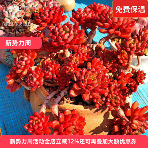 红宝石经典多肉植物盆栽群生