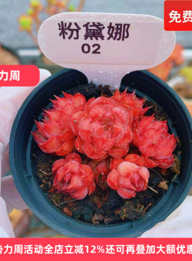 云南精品粉黛娜红色多肉植物一物一拍小萌肉带盆栽好老桩向阳派