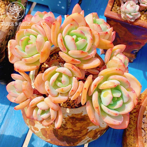 云南精品白月光老桩好养多肉植物一物一拍易长芽阳台花卉向阳派