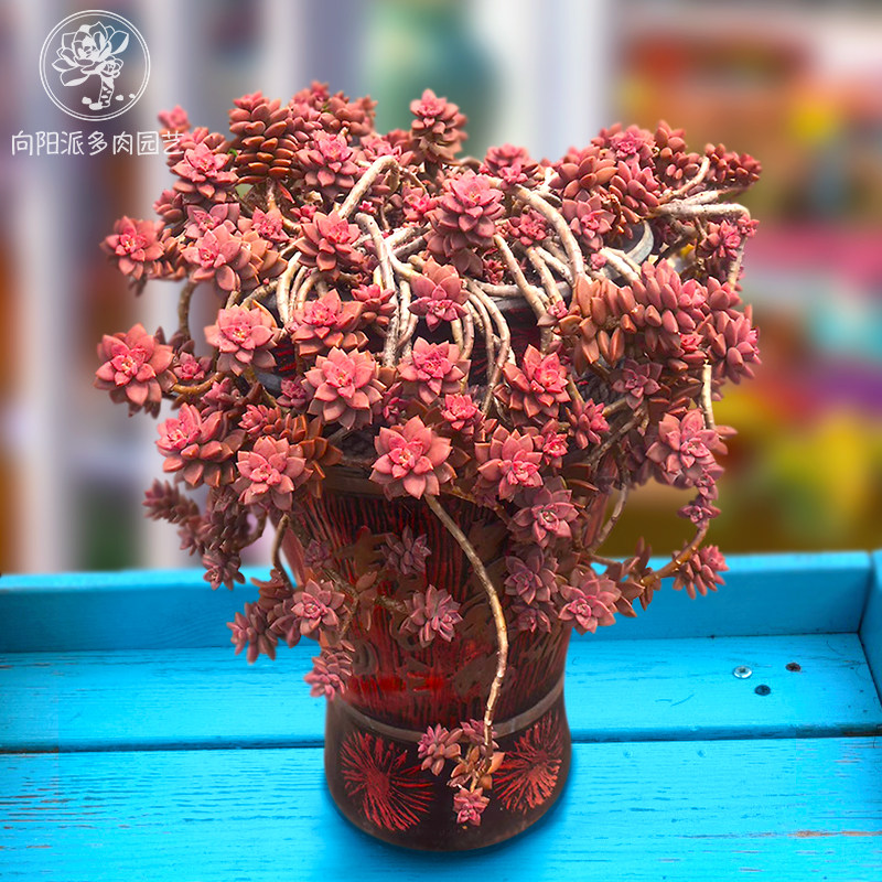 姬胧月一物一拍向阳派容易养护老桩悬崖多肉植物阳台窗台基地园艺