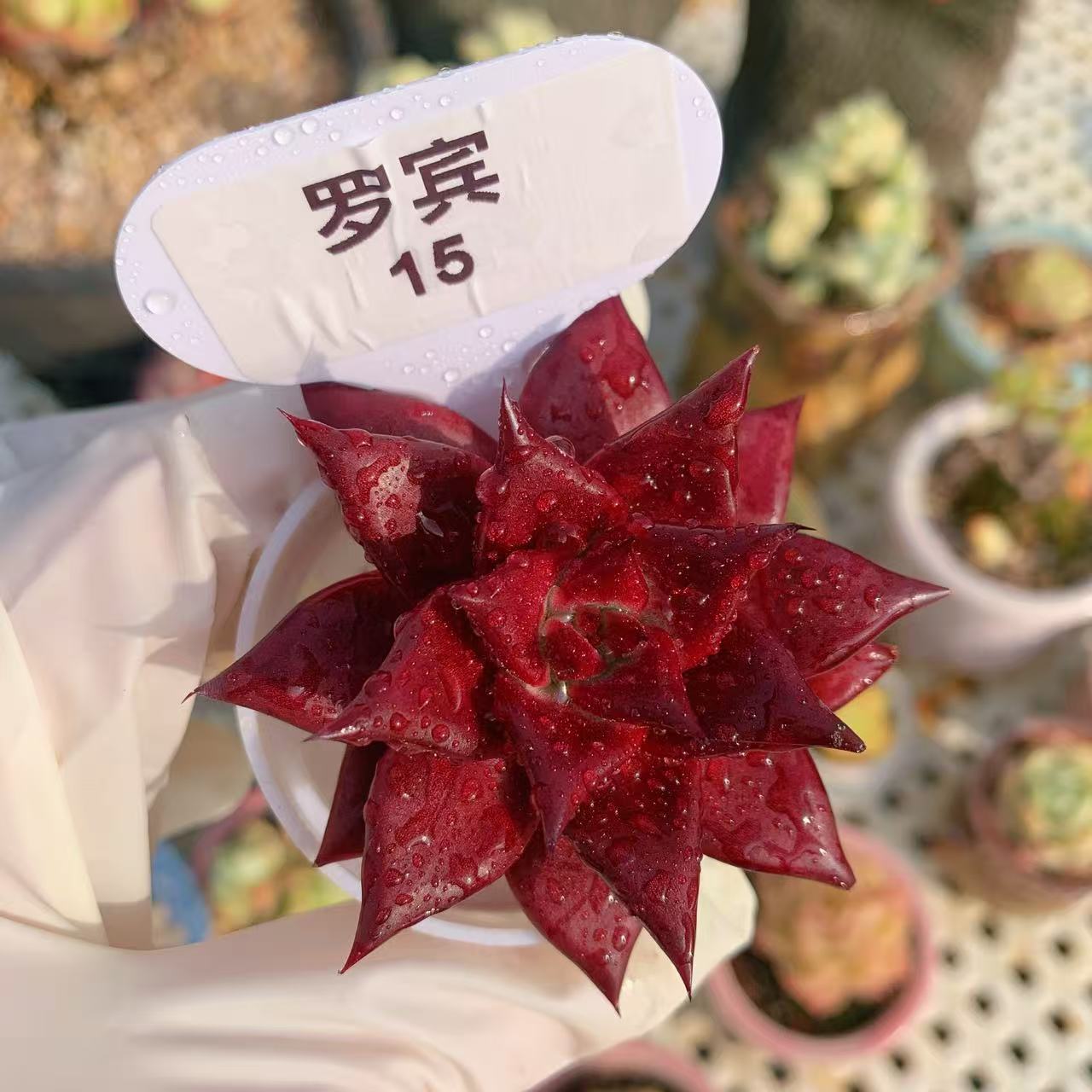 精品罗宾东云系多肉植物一物一拍