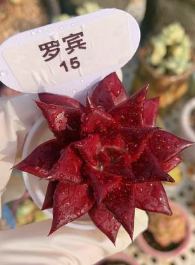 云南精品罗宾血罗东云系多肉植物一物一拍红色灵魂罗密欧好养护