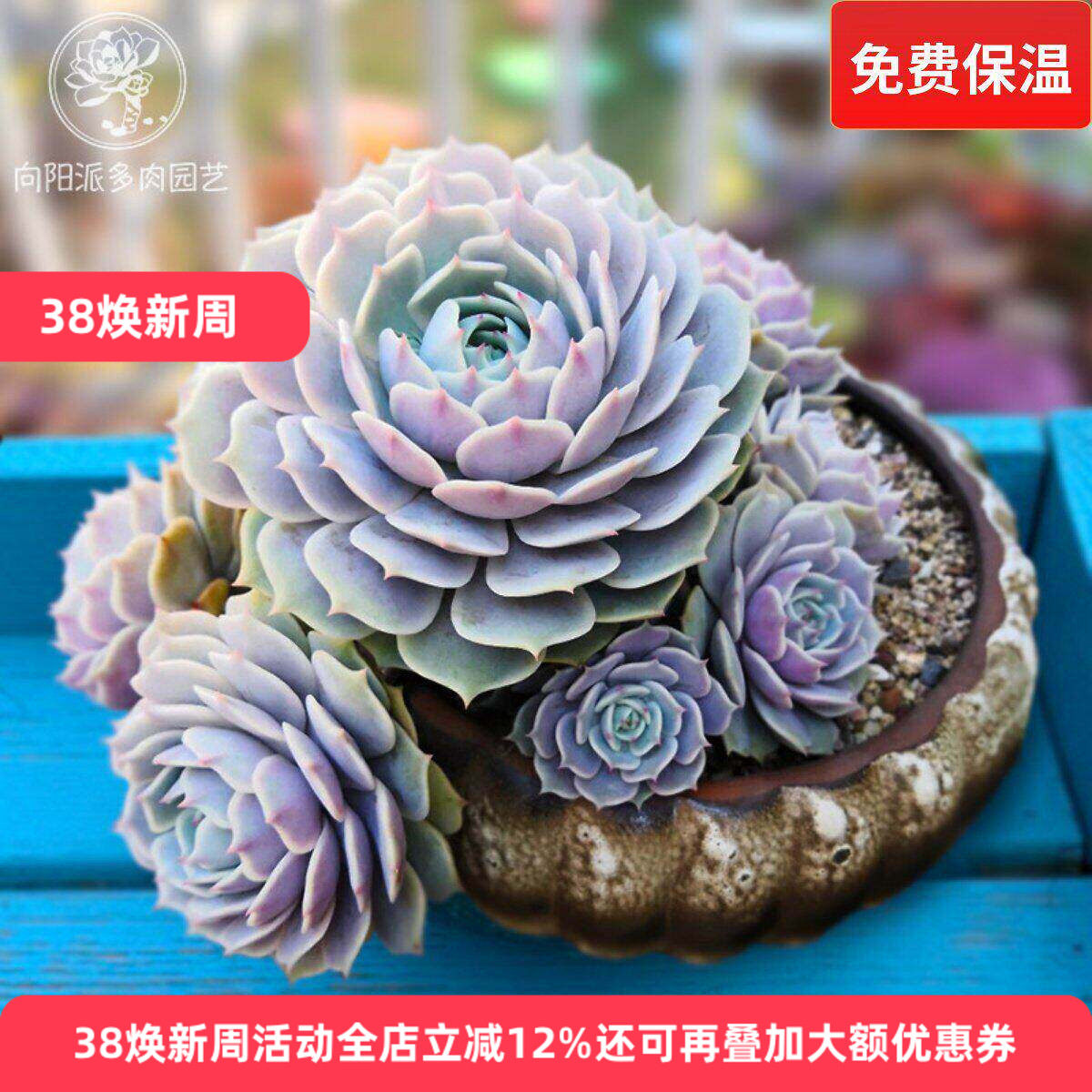 露娜莲精品热门仙气多肉植物一物一拍绿植花卉盆栽种植向阳派园艺