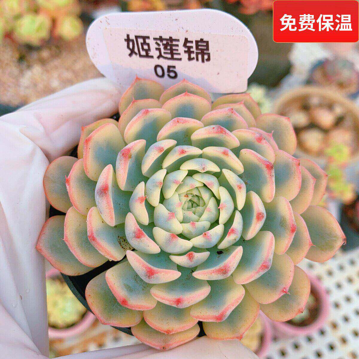 云南精品姬莲锦自然锦腹轮锦一物一拍多肉植物大群老桩向阳派