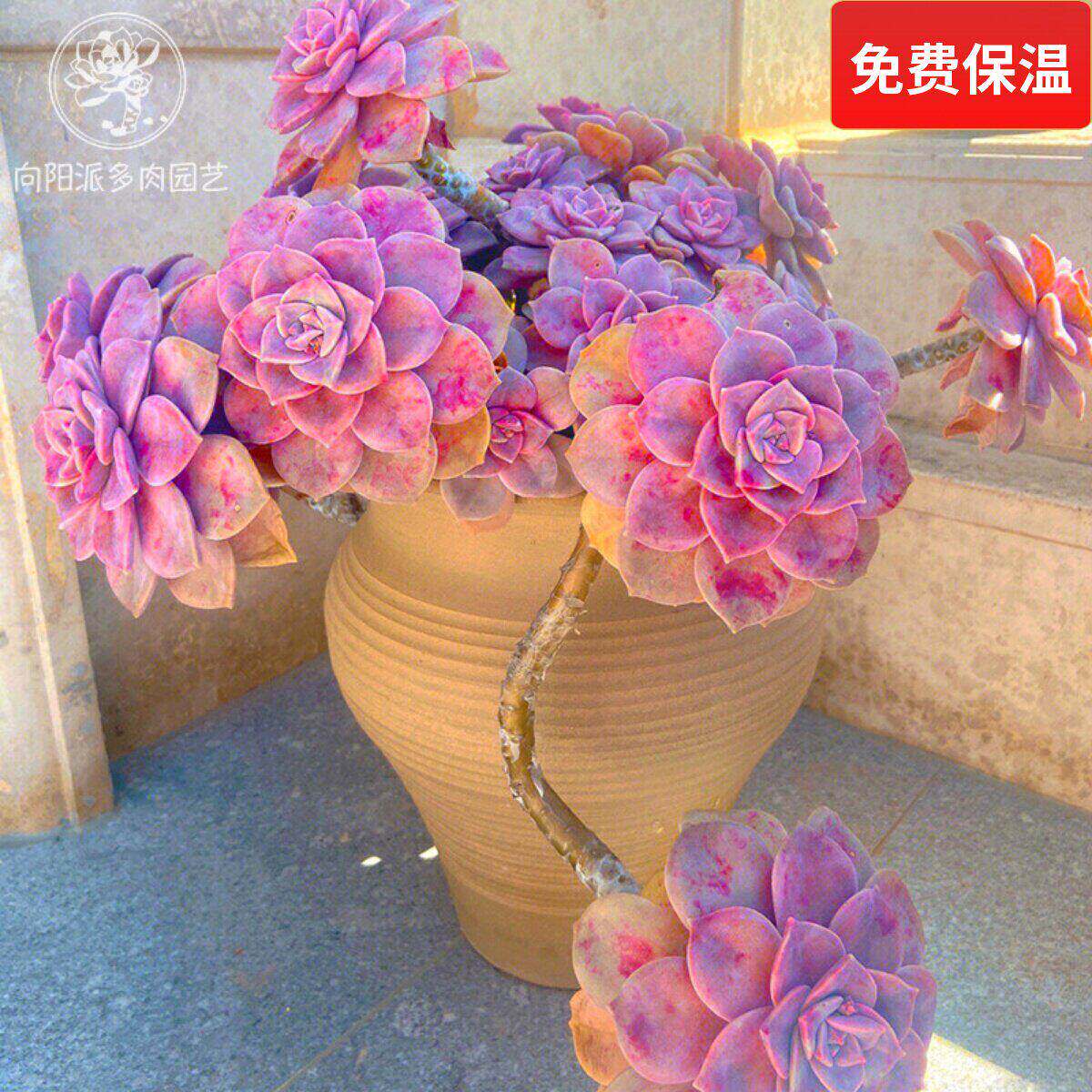 紫乐易度夏好养大老桩悬崖造型朵朵一物一拍多肉植物群生向阳派