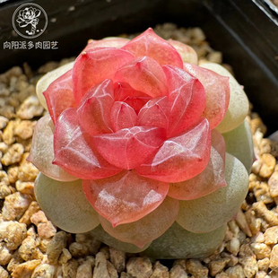 云南精品糖心珍妮多肉植物一物一拍状态好养血斑暗纹胖体肥嘟嘟