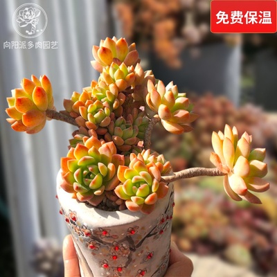 马库斯经典好养好度夏易爆盆多肉植物一物一拍老桩精品阳台向阳派