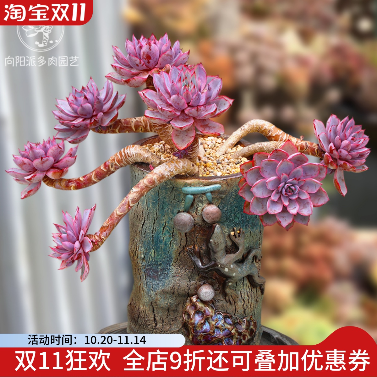 赫拉多肉植物三仙晚霞杂莲座一物一拍阳台绿植花卉盆栽向阳派园艺