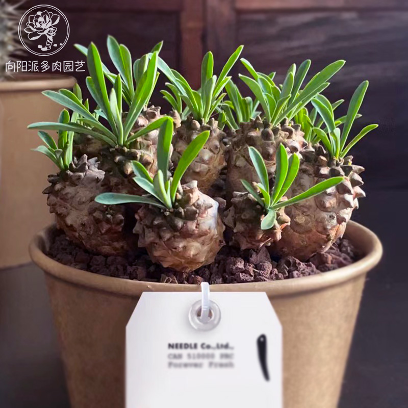 小菠萝峨眉山多肉植物一物一拍