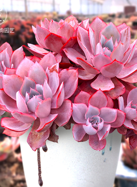 云南精品晚霞老桩一物一拍多肉植物大颗盆栽三仙群生莲座向阳派