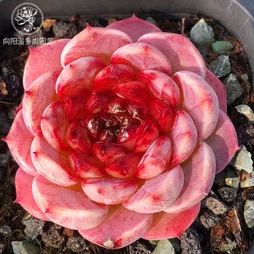 糖心天鹅绒多肉植物趣味多肉