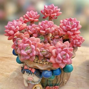 云南精品花斑鹿多肉植物一物一拍老桩粉色肥嘟嘟大群好养护向阳派