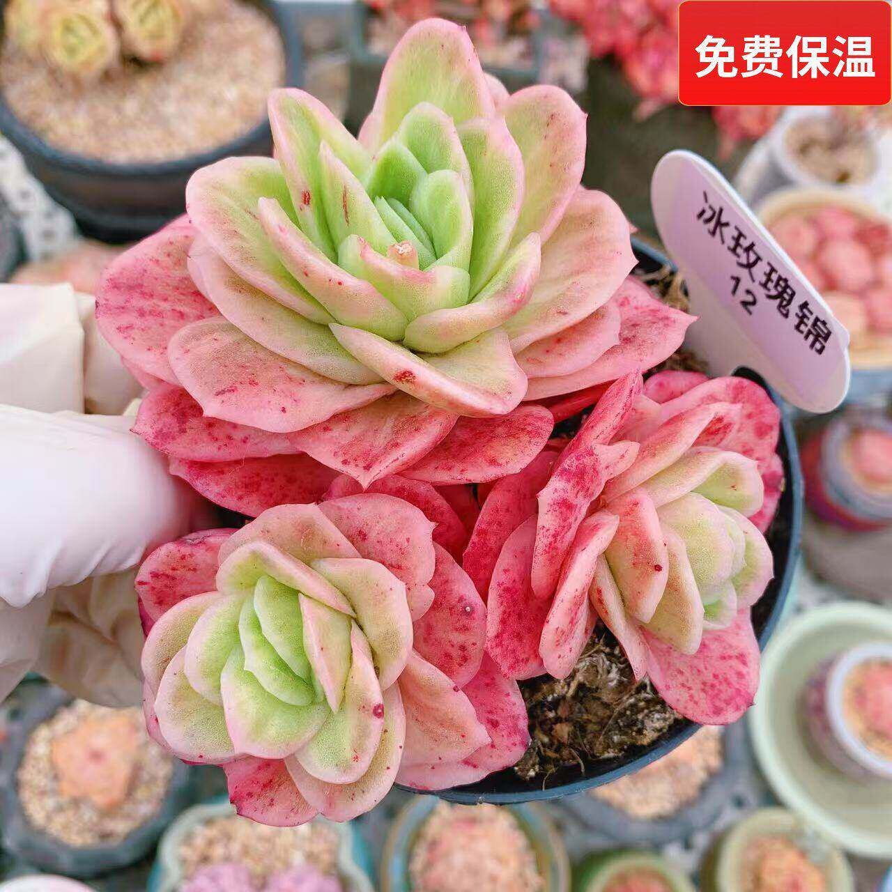 云南精品冰玫瑰锦一物一拍多肉植物老桩大群好养多头向阳派