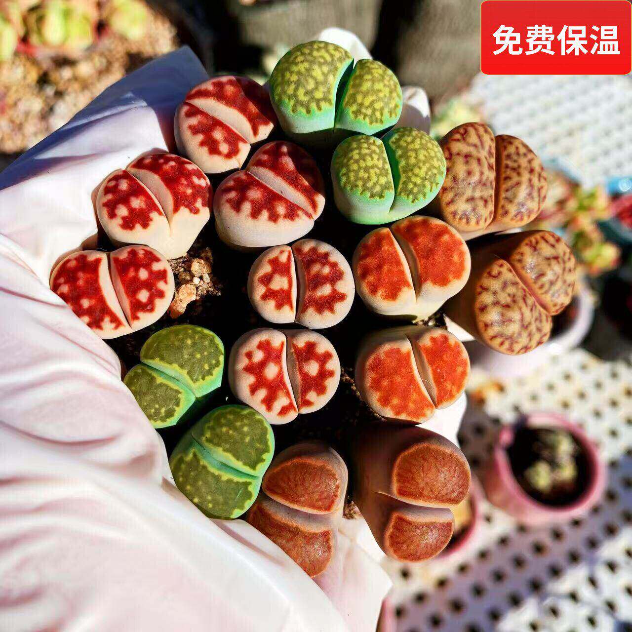 生石花母本双头一物一拍当年开花番杏科大屁股菊纹章日轮玉荒玉