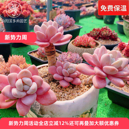 云南精品雪美人多肉植物一物一拍老桩厚粉仙气雪莲向阳派