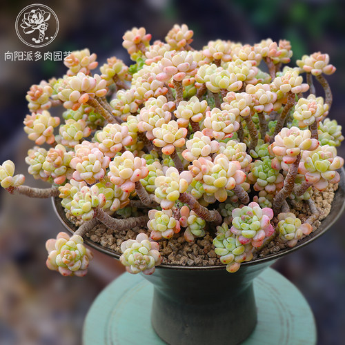 劳尔罗琦一物一拍多肉植物好养