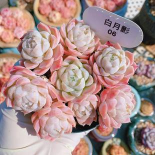 云南精品白月影多肉植物一物一拍基地直发粉色小包子好养向阳派