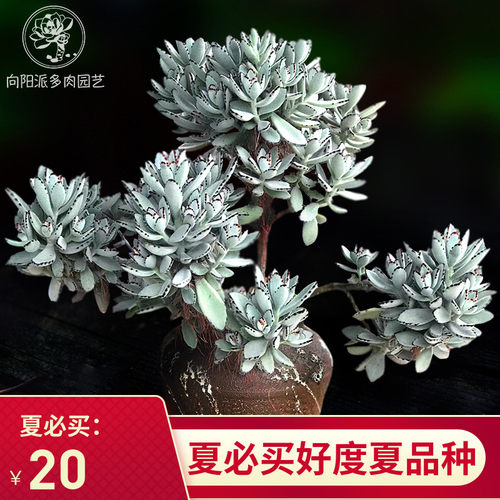 多肉植物兔耳朵质量怎么样 多肉植物兔耳朵口碑怎么样 小麦优选