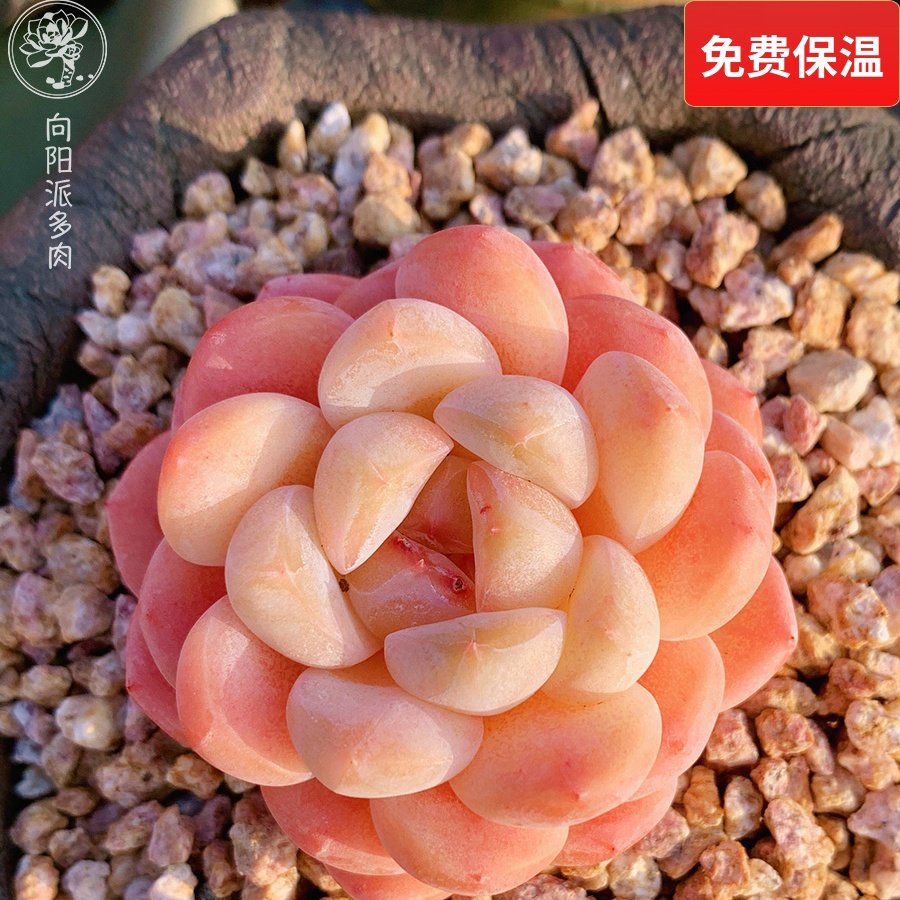 云南精品厚梦冰糕多肉植物粉琉璃糖心一物一拍稀有贵货小包子好养,鲜花速递/花卉仿真/绿植园艺,多肉植物,淘宝优惠券,粉丝福利购,淘宝优惠卷