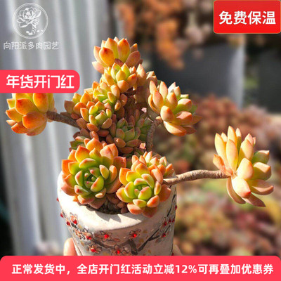 马库斯经典好养好度夏易爆盆多肉植物一物一拍老桩精品阳台向阳派