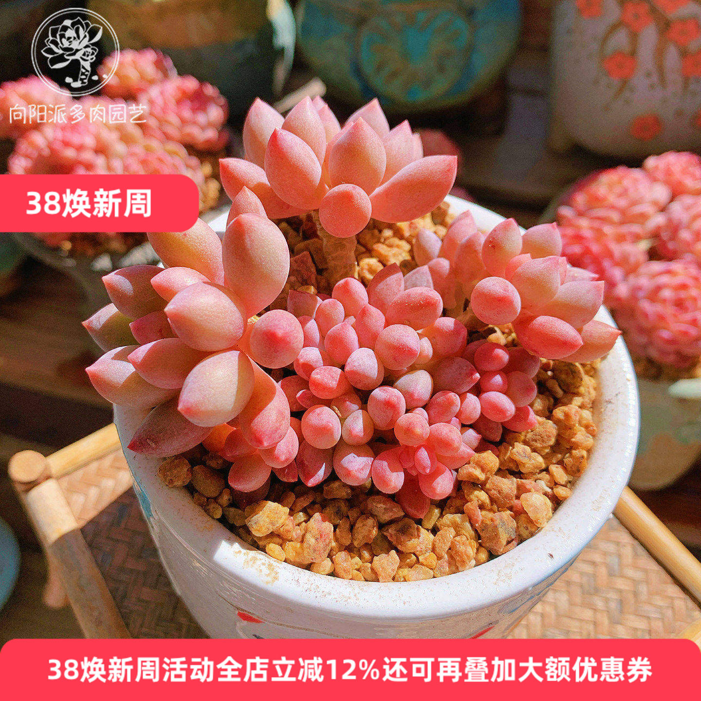 云南精品桃花奶多肉植物一物一拍美人血斑肥嘟嘟胖小老桩向阳派