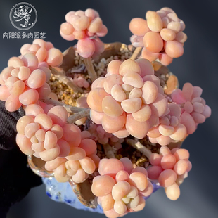 一物一拍洛可可鱼子酱大群精品贵货多肉植物老桩花卉直播向阳派