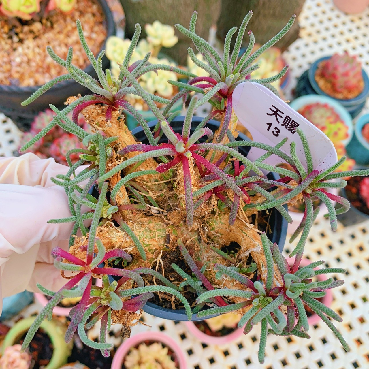 精品天赐块根多肉植物一物一拍