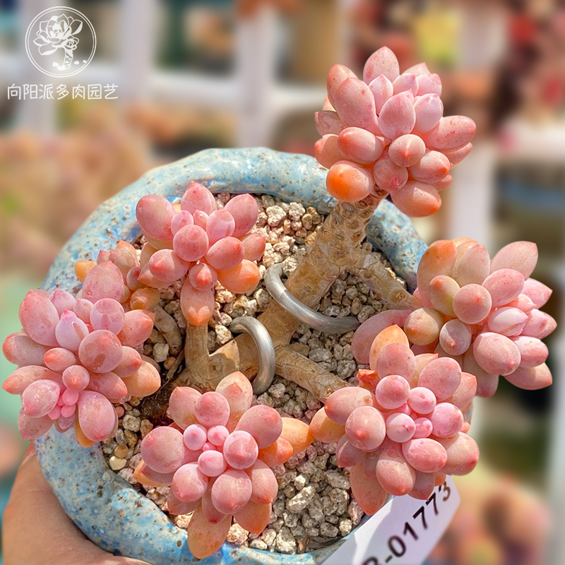 婴儿手指宝宝手指精品多肉植物一物一拍带盆栽好阳台花卉向阳派