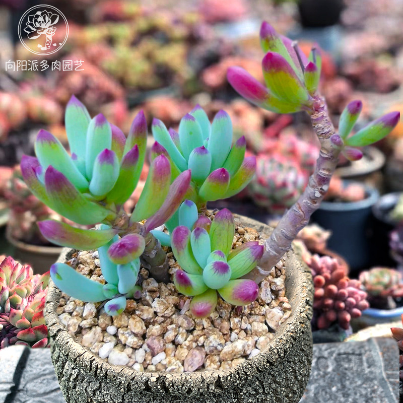 蓝松一物一拍精品稀有天蓝色芳香多肉植物好养度夏老桩花卉向阳派