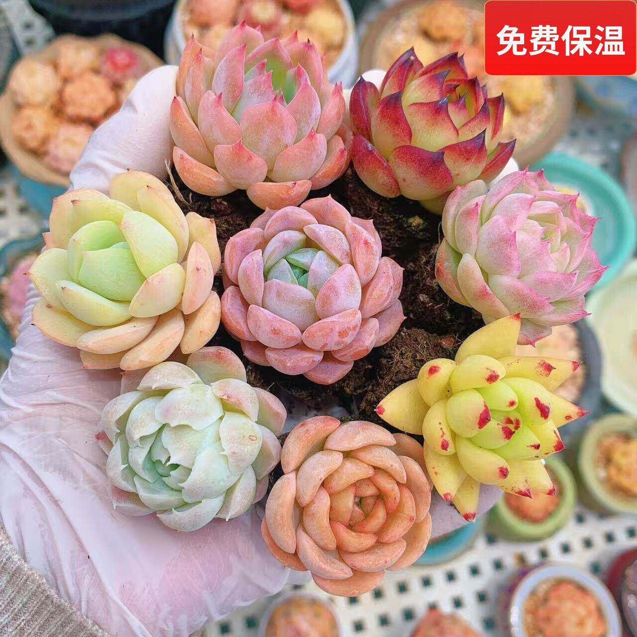云南精品杂交小萌肉虎鲸白月影恋曲粉水晶一物一拍好养护向阳派