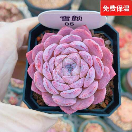 云南精品雪颜多肉植物一物一拍