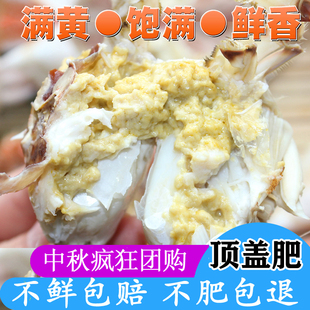 梭子蟹鲜活野生新鲜海螃蟹海鲜梭子蟹二母蟹公蟹飞蟹莱州湾 3斤起
